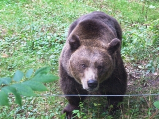 Brown bear